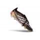 Scarpe da Calcio adidas Predator 26 Elite FT FG Nero Oro Bianco